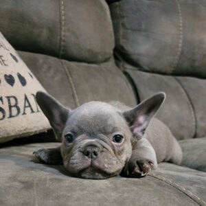 Frenchie Boy 2