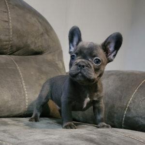 Frenchie Boy 3
