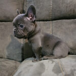 Grey true blue male french bulldog on couch for sale